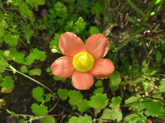 Oxalis inaequalis