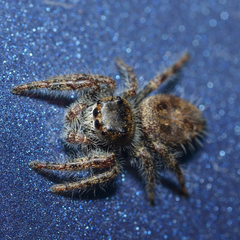Phidippus princeps