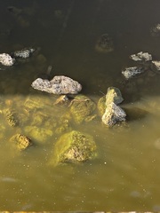 Nerodia rhombifer