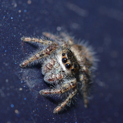 Phidippus princeps