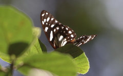 Graphium leonidas leonidas