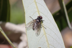 Limnophora