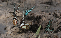 Graphium angolanus