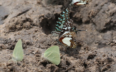 Graphium angolanus