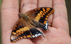Charaxes saturnus