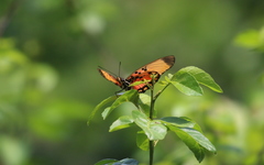 Pseudacraea boisduvalii