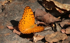 Phalanta