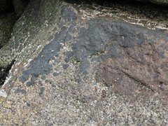 Hydropunctaria maura