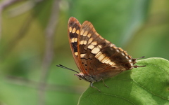 Charaxes guderiana guderiana