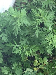 Artemisia vulgaris