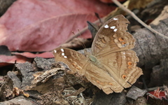 Junonia natalica