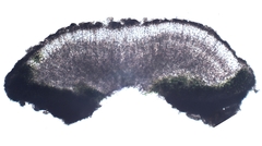 Pyrenodesmia chalybaea