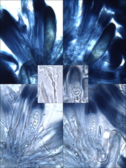 Pyrenodesmia chalybaea