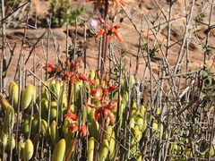 Cotyledon tomentosa