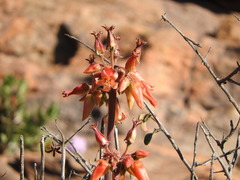 Cotyledon tomentosa