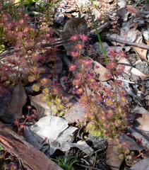 Drosera stolonifera