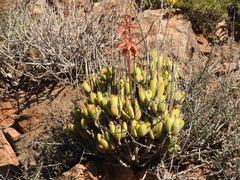 Cotyledon tomentosa