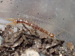 Pokabius disantus