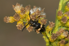 Lissonotus flavocinctus