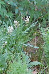 Astragalus miser oblongifolius