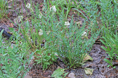 Astragalus miser oblongifolius