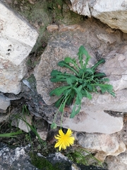 Reichardia picroides