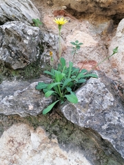 Reichardia picroides