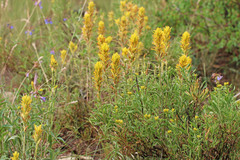Castilleja flava flava