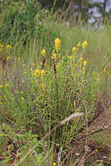 Castilleja flava flava
