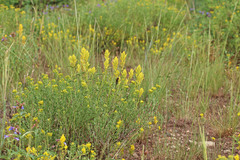 Castilleja flava flava