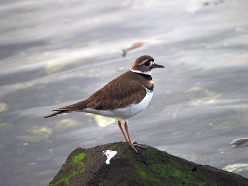 Killdeer
