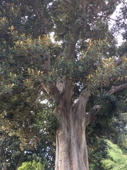 Ficus macrophylla