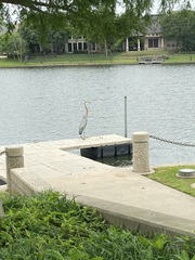 Ardea herodias
