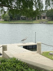 Ardea herodias