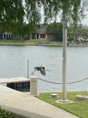 Ardea herodias
