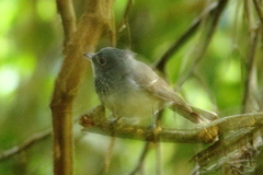 Trochocercus cyanomelas