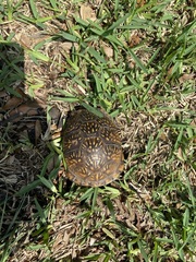 Terrapene carolina triunguis