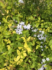 Plumbago auriculata