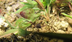 Quindina albomarginis