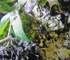 Quindina albomarginis