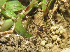 Quindina albomarginis