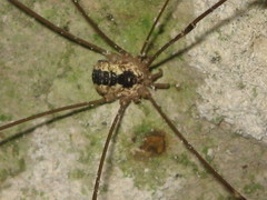 Leiobunum religiosum