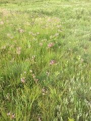 Nerine appendiculata