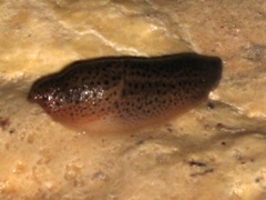 Limax millipunctatus