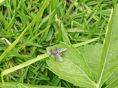 Diptera