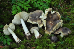 Tricholoma megalophaeum