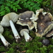 Tricholoma megalophaeum - Photo (c) noah_siegel, some rights reserved (CC BY-NC-SA), uploaded by noah_siegel