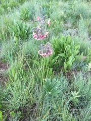 Pelargonium schlechteri