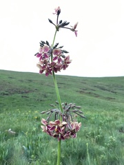 Pelargonium schlechteri