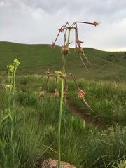 Pelargonium schlechteri